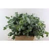 Euca Cinerea 300gr P Bunch S A