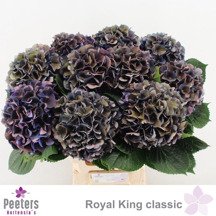 <h4>HYDR M ROYAL KING CL</h4>