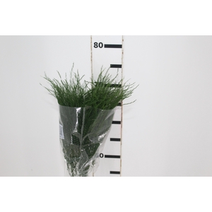 FOLHAGEM ASPARGO VASSOURINHA 080 CM