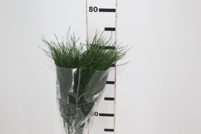 <h4>FOLHAGEM ASPARGO VASSOURINHA 080 CM</h4>