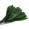 ASPIDISTRA LEAVES EXTRA