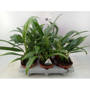 Epipremnum   ...