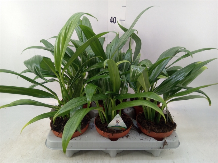 <h4>Epipremnum   ...</h4>