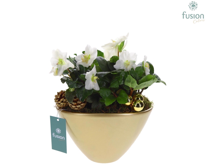 <h4>Pot keramiek ovaal Large goud Kerst met Helleborus</h4>