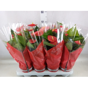 Anthurium andr. 'Esudo'
