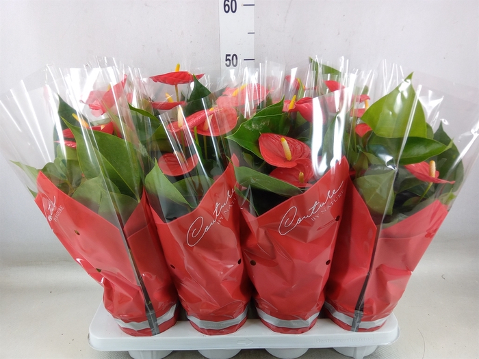 <h4>Anthurium andr. 'Esudo'</h4>