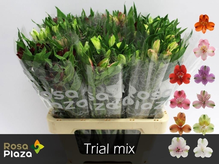 <h4>ALSTR GEM IN FUST</h4>