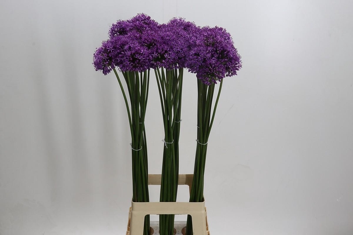 <h4>Allium Gladiator</h4>