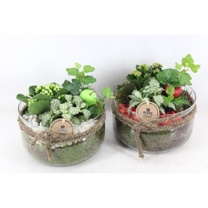 arr2 PL - Glas bose touw x3 - rood/wit