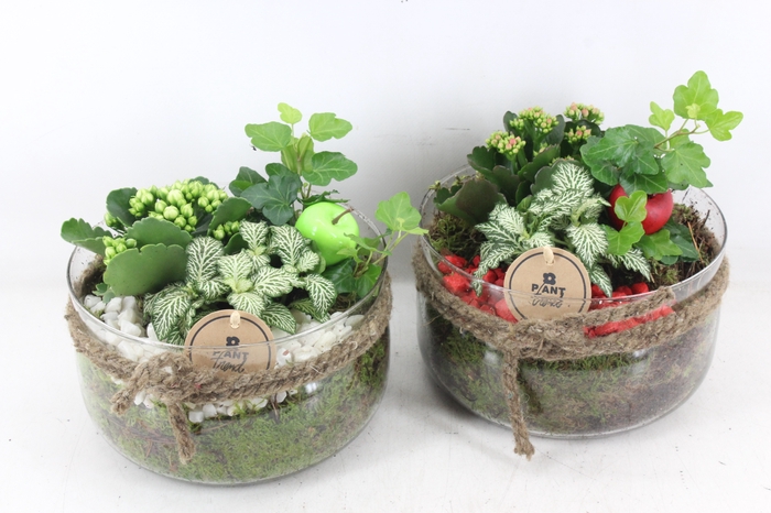 <h4>arr2 PL - Glas bose touw x3 - rood/wit</h4>