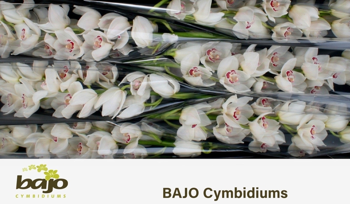 <h4>CYMB T MAZURKA</h4>