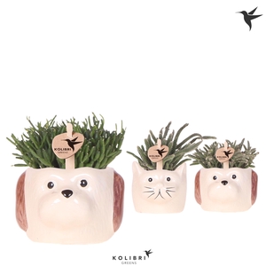 Kolibri Greens Rhipsalis mix in Cat & Dog pot mix
