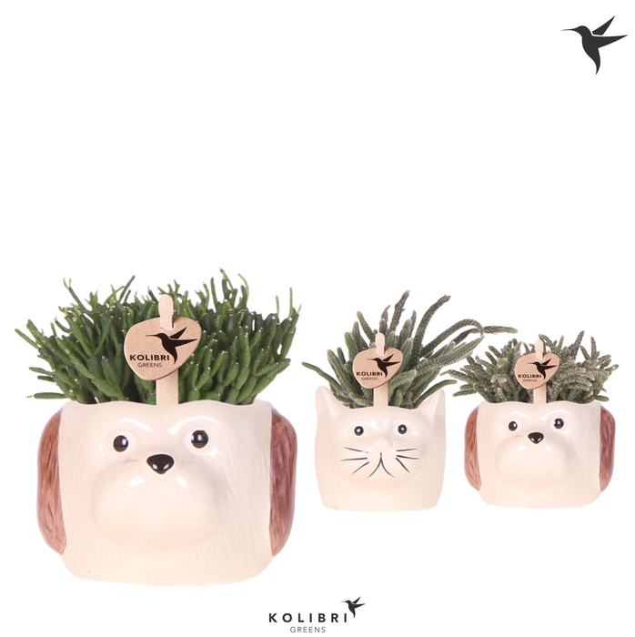 <h4>Kolibri Greens Rhipsalis mix in Cat & Dog pot mix</h4>