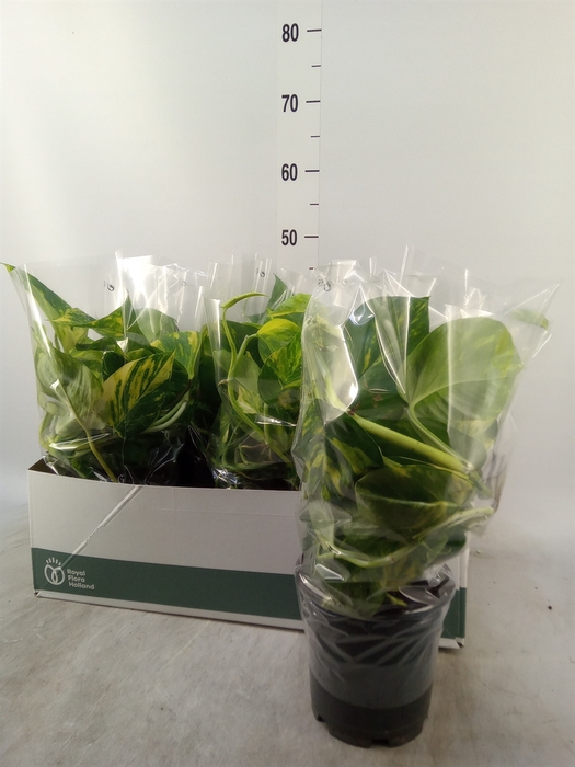 <h4>Epipremnum pinn. 'Aureum'</h4>