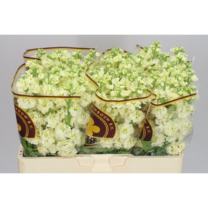 Matthiola Cream