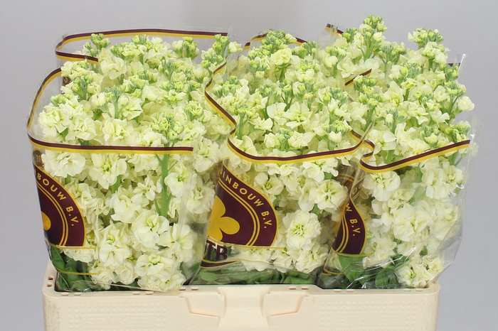 <h4>Matthiola Cream</h4>