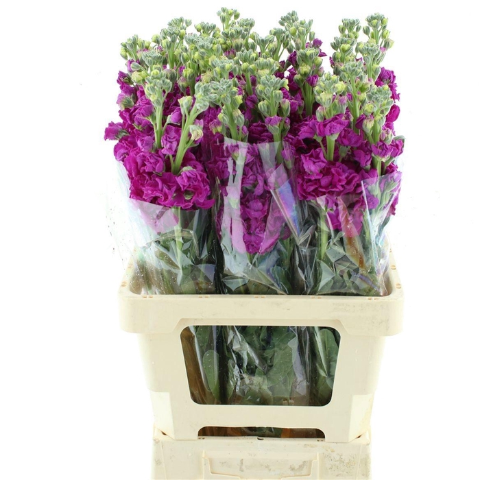 <h4>MATTH IRON ROSE</h4>