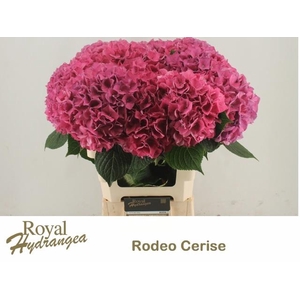 HYDR M CH RODEO RD