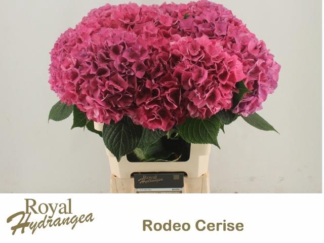<h4>HYDR M CH RODEO RD</h4>