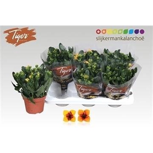 KAL EN TIGER GEM