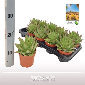 Echeveria agavoides Ebony