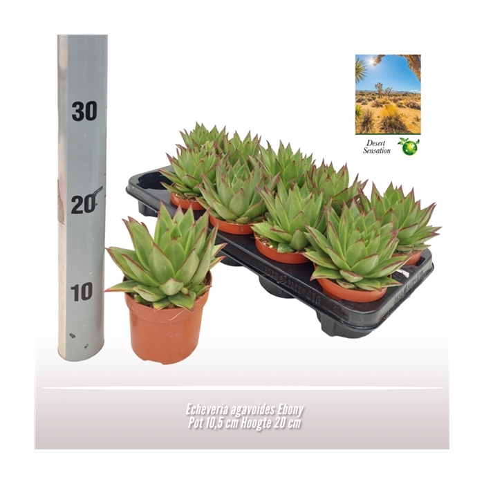 <h4>Echeveria agavoides Ebony</h4>