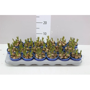 Muscari Armeniacum Blue