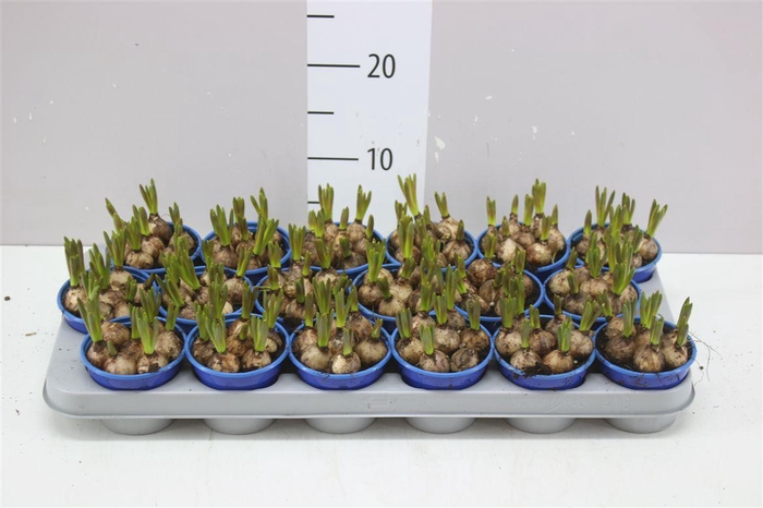 <h4>Muscari Armeniacum Blue</h4>