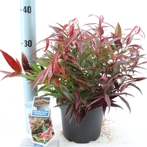 Leucothoë keiskei 'Burning Love'