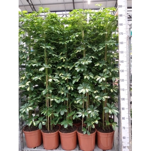 Schefflera arbor. 'Gold Capella'