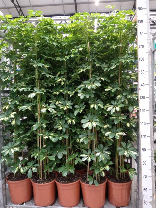 <h4>Schefflera arbor. 'Gold Capella'</h4>