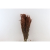 Dried Avena X5 Brown Bunch