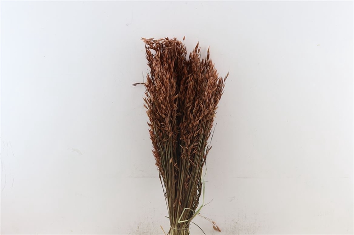 Dried Avena X5 Brown Bunch