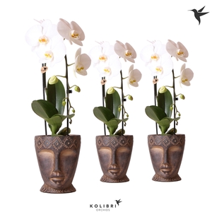 Kolibri Orchids Cascade Niagara fall white 1 spike in Totem Mask