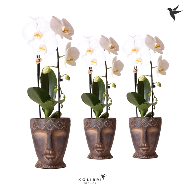 <h4>Kolibri Orchids Cascade Niagara fall white 1 spike in Totem Mask</h4>