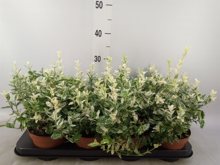 <h4>Euonymus fortunei 'Harlequin'</h4>