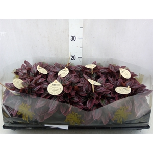 Peperomia