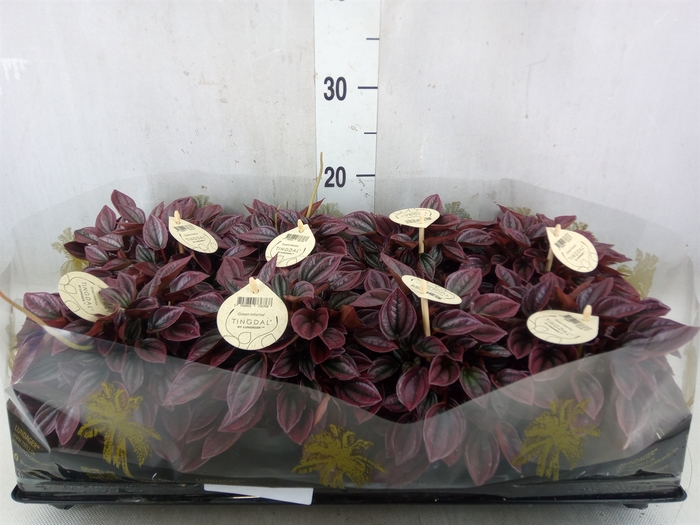 <h4>Peperomia</h4>