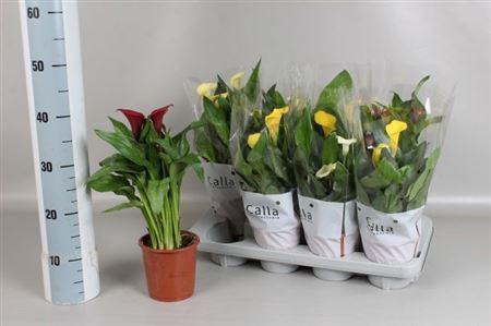 <h4>Zant Gem 4 Kl 3-4++</h4>