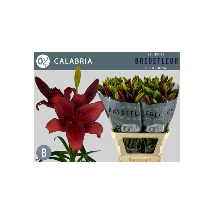 <h4>Li La Calabria</h4>