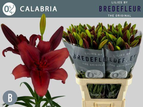 <h4>Lilium LA Calabria</h4>