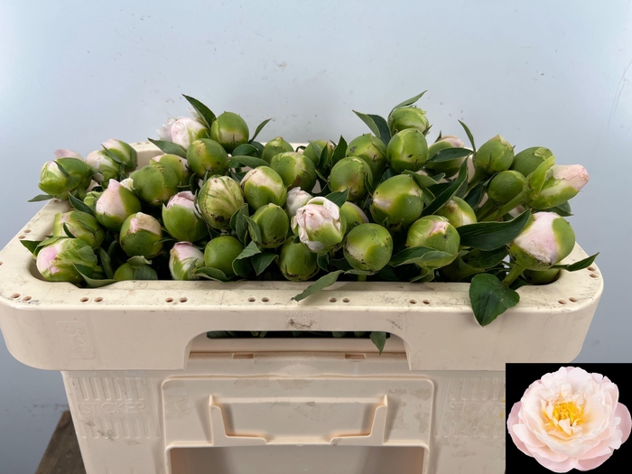 <h4>PAEO L MISS AMERICA</h4>