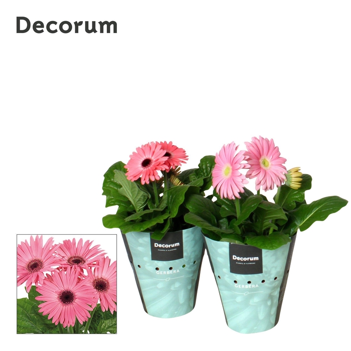 <h4>Gerbera 2+ bl. 12cm rose (diverse kleurtinten)potcover Decorum</h4>