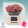 Dianthus Barbatus 'doblino Pink'