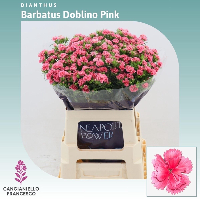 <h4>Dianthus Barbatus 'doblino Pink'</h4>