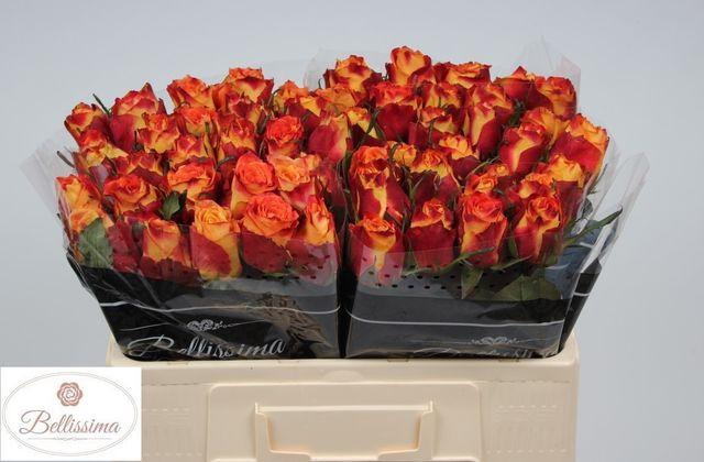 <h4>R GR SILANTOI</h4>