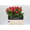 Paeonia Command Performance