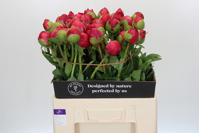 Paeonia Command Performance