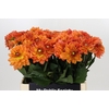 Dahlia Dr Phil
