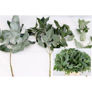 Euca Robusta 55cm Vertakt